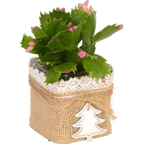 Detail nádoby s vianočným kaktusom, kde je viditeľná mierne suchá vrchná vrstva pôdy.