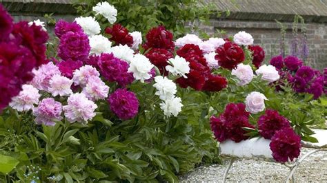 záhon s rozkvitnutými pivonkami