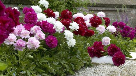 odkvitnuté kvety pivonky pripravené na odstránenie