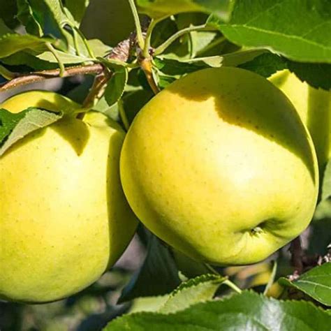 Ilustračné foto plodov jablone Golden Delicious so zlatistožltou šupkou