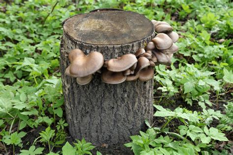 drevený klát naočkovaný sadbou hlivy pripravený na zakopanie do zeme