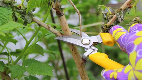 záhrada s rastúcou rastlinou kiwi