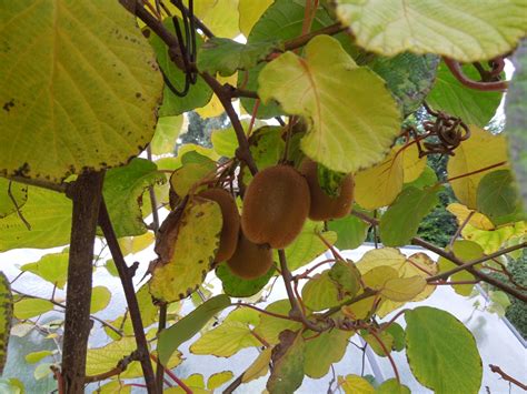 rastlina kiwi vysadená v záhrade pri opore