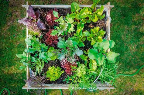 Záhon so šalátom na slnečnom stanovišti