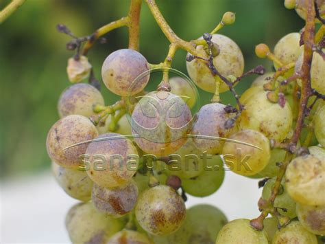 Ilustrácia bežných chorôb viniča ako múčnatka, peronospóra a botrytída