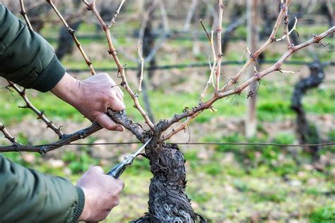 Detailný pohľad na správne prevedený rez viniča s vyznačenými očkami