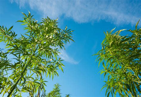 ilustrácia rôznych častí rastliny konopy s vyznačením potenciálneho obsahu THC