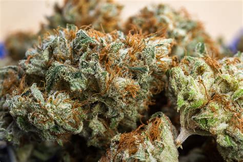 fotografia z policajného zásahu súvisiaceho s pestovaním marihuany