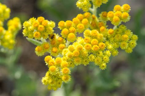 Striebornisté listy a žlté kvety slamiha talianske