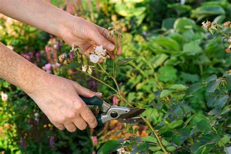Ilustrácia správneho odstraňovania odkvitnutých kvetov rododendronu