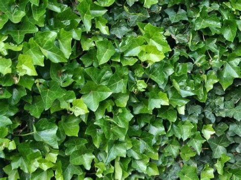 Ilustračné foto rôznych druhov brečtanu s rôznymi tvarmi a farbami listov