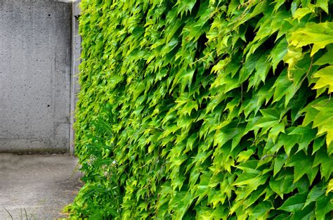 Brečtan rýchlo pokrývajúci pletivový plot