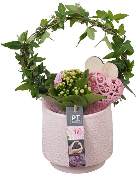 Brečtan v kvetináči spolu s previsnutými rastlinami