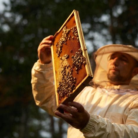 Ilustrácia princípu apikálnej dominancie pri raste výhonu