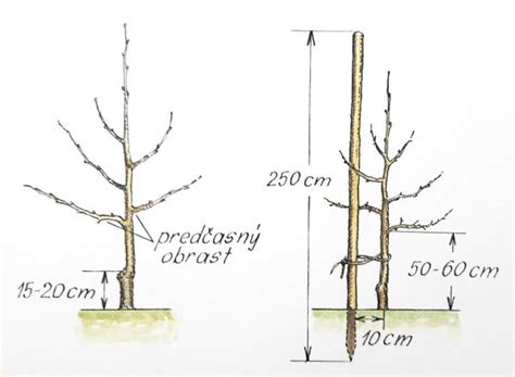 Štíhle vreteno jabloní s vyznačenou opornou konštrukciou
