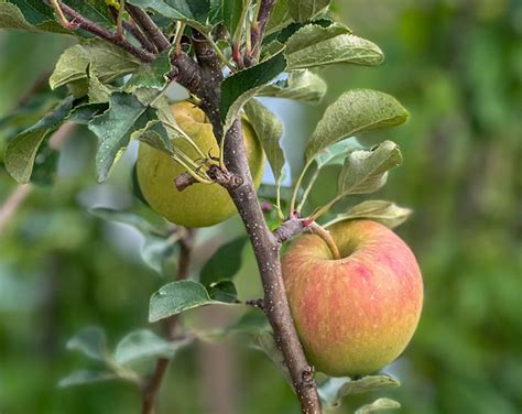 Porovnávacia tabuľka rôznych podpníkov pre jablone
