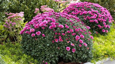 Bohaté jesenné kvitnutie chryzantém