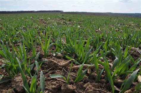 Ilustračná schéma znázorňujúca optimálny agrotechnický termín sejby pšenice ozimnej v závislosti od výrobnej oblasti.