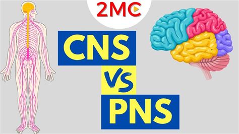Obrázok zobrazujúci bylinky použité v CNS 2