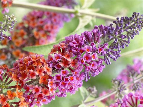Buddleja davidii 'Flower Power' s výraznými fialovými kvetmi