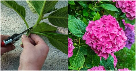 Nákres správneho rezu pre rôzne typy hortenzií