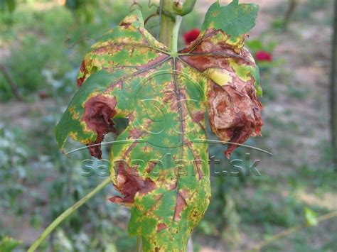 List hortenzie napadnutý škodcami