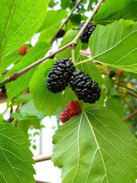 Detail listu moruše čiernej s chlpatou spodnou stranou