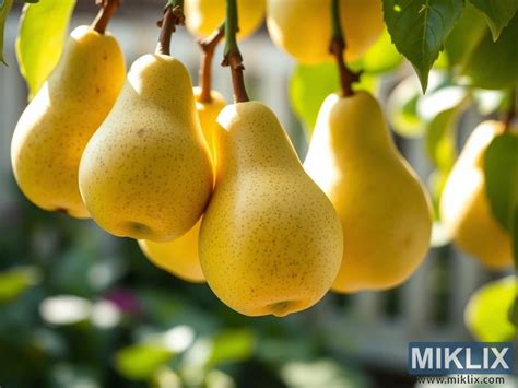 Zrelé hrušky na vetve