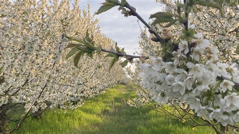 Čerešňový sad v plnom kvete
