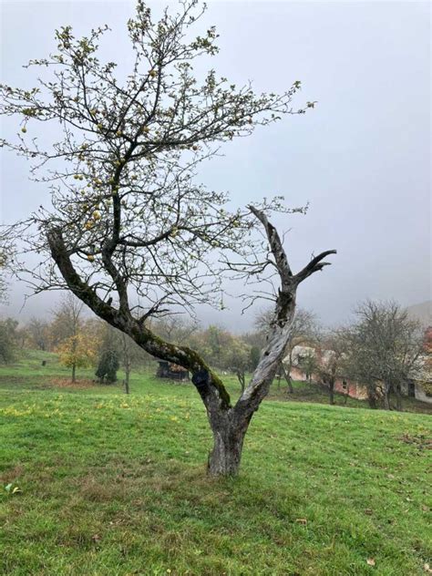 Starý ovocný strom s bohatou úrodou