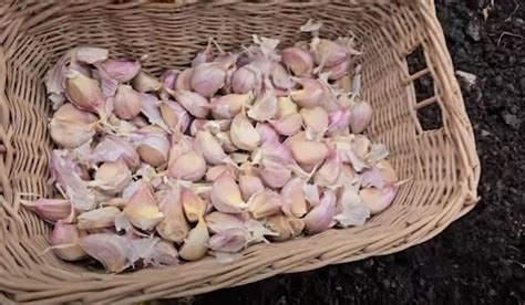 Foto: Klíčiaci strúčik cesnaku vo vode