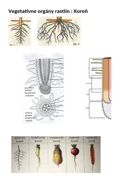 Foto: Koreň zeleru v miske s vodou vyháňajúci vňať