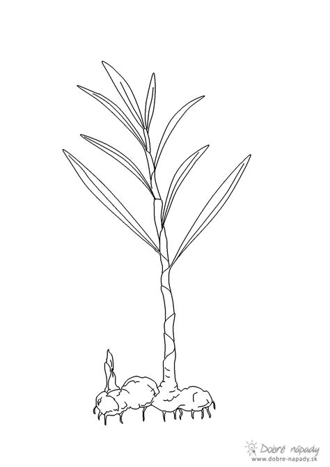 Schéma: Odrezok zázvoru s púčikmi zasadený v kvetináči