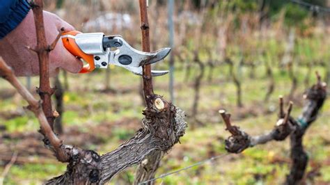 Náčinie na zimný rez viniča - ostré a čisté nožnice