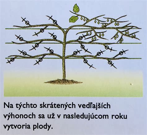 Schéma znázorňujúca hĺbku výsadby a rozostupy medzi cibuľkami pri jesennej výsadbe