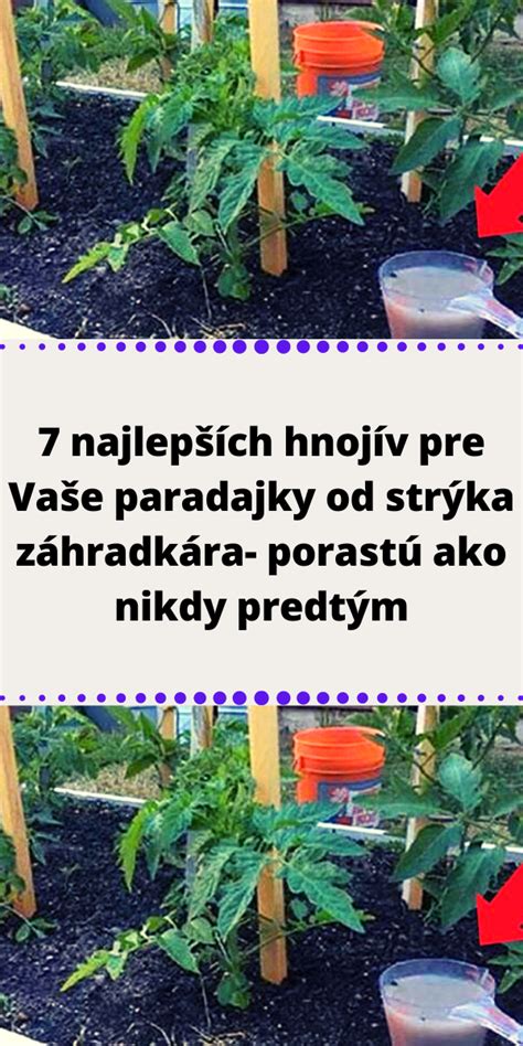 Schéma prípravy prírodných hnojív zo žihľavy a kostihoja pre paradajky