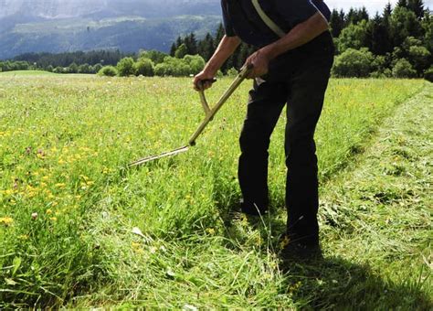 Lúka po prvej seči s mladou otavou, pripravená na kosenie
