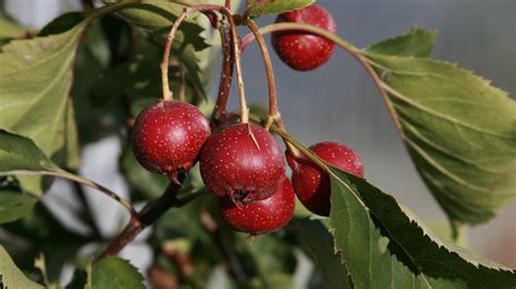 Plody hlohu peřenoklaného