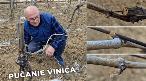 Grafika s fázami pučania viniča