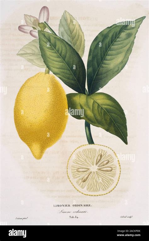 Historická ilustrácia: Kresba Citrus × limon z diela Histoire Naturelle des Oranges