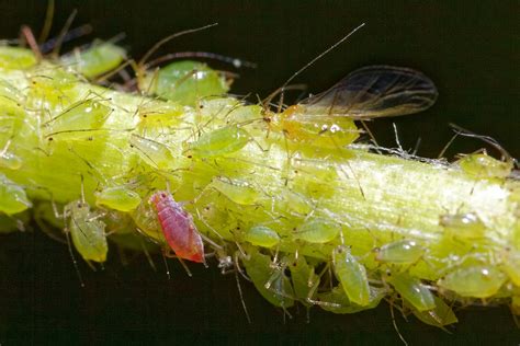Detailné fotografie: Bežní škodcovia citrusov (vošky, puklice, roztočce)