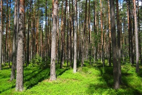 zmiešaný les s prevahou borovice, duba a brezy, kde rastie jastrabník obyčajný