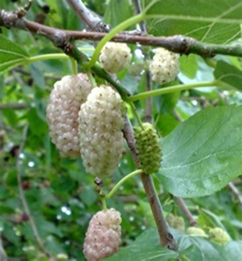 Detail listov a kvetov moruše 'Mulle'