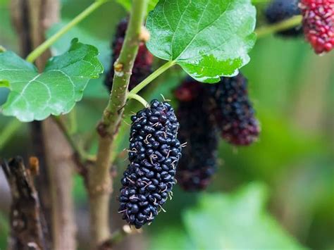 Košík s čerstvo nazbieranými plodmi moruše 'Mulle'