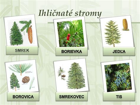 schéma porovnania ihličnatých stromov (smrek, borovica, jedľa, smrekovec) zobrazujúca rozdiely v tvare ihličia, šišiek a kôry