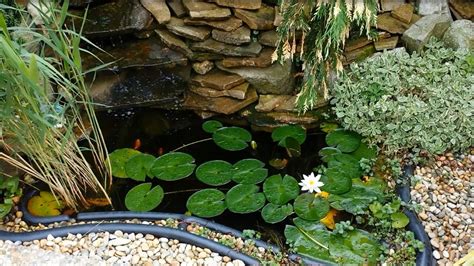 malé jazierko v predzáhradke s vodnými rastlinami