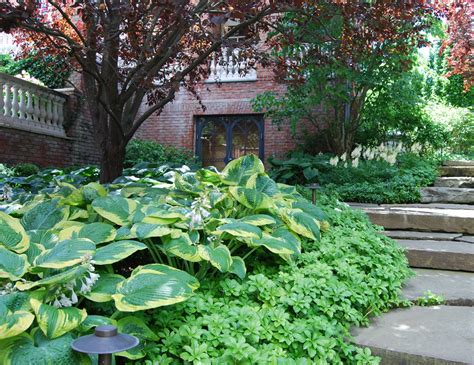 detail tienistej záhradky s hostami a papraďami