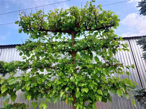 Obal albumu Moruša čierna od Jany Kirschner