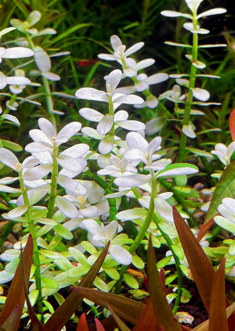 Schéma rastliny Bacopa monnieri: plazivá stonka, sukulentné listy v tvare mince a drobné kvety.