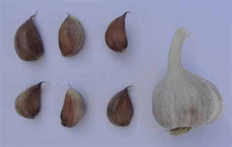 Ilustrácia porovnania veľkosti strúčikov rôznych odrôd cesnaku